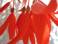 /album/plants/plants-5-jpg/